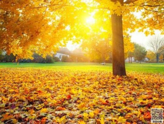关于形容秋天落叶=的诗句合集(实用) 关于形容秋天的诗句