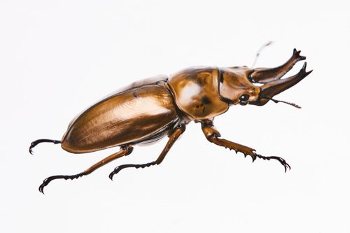 甲虫吃什么食物 甲虫吃素还是吃肉