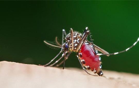 夏天咬人的蚊子是公的还是母的  介绍蚊子吸血原理及习性