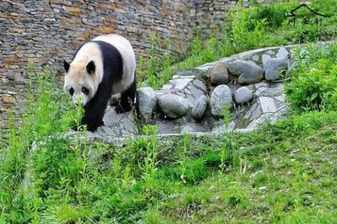 国宝大熊猫生活在哪里  国宝大熊猫生活在什么地方资料