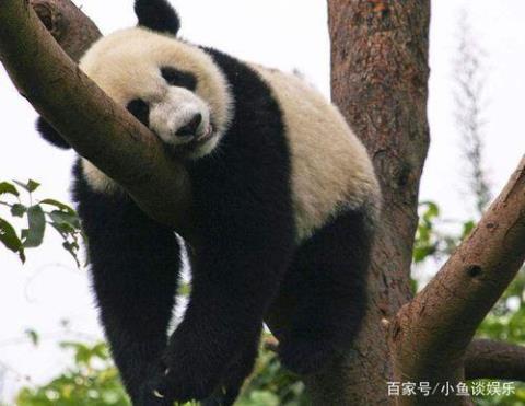 关于大熊猫的说法错误的是?？