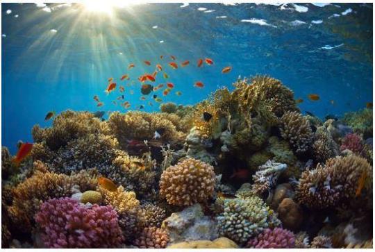海洋自然保护区是保护海洋生物多样性的有效措施之一，是依法把一定面积的海岸、河口、岛屿划分出来