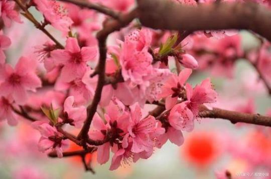 桃花是什么季节开的花  这些特点记住就能区别开