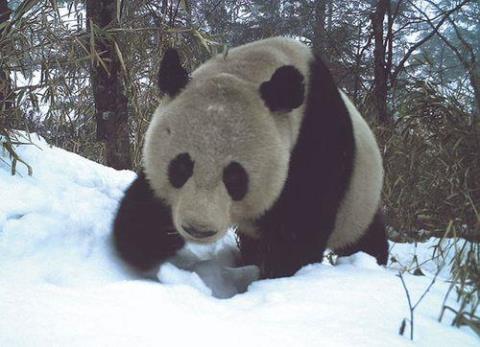 请问以下哪个省份有野生大熊猫?