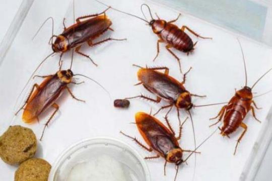 蟑螂繁殖速度有多快 蟑螂繁殖速度有多快百度知道