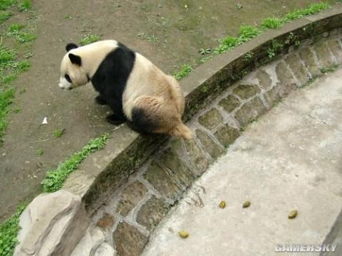 大熊猫一天可以排便多少次?天啦不敢想象！