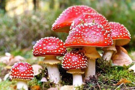蘑菇是什么颜色的  蘑菇辨识指南来啦