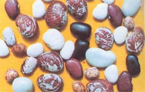 利马豆是什么豆 附大粒利马豆栽培技术