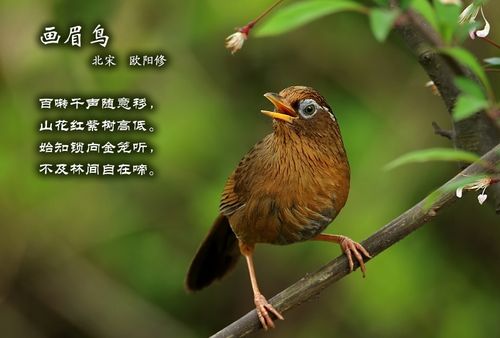 关于竹鸟的诗句古诗词合集(通用) 竹鸟诗句有哪些