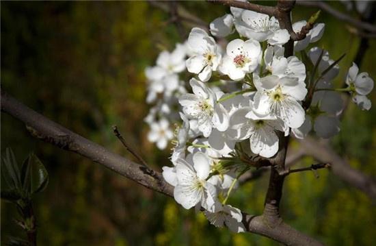 关于形容梨花的古诗句合集(通用) 春天的梨花怎么形容