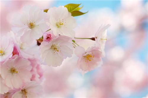 关于描写樱花落下的优美句子如题大全 关于描写樱花的现代诗