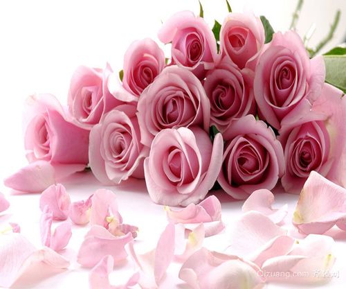 关于形容粉色玫瑰花的诗句合集(精选) 关于形容粉色的歌曲