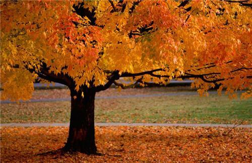 关于简单点的秋天的句子说说心情大全 关于简单秋天的古诗