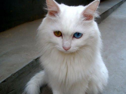异瞳猫有疾病吗 异瞳疾病