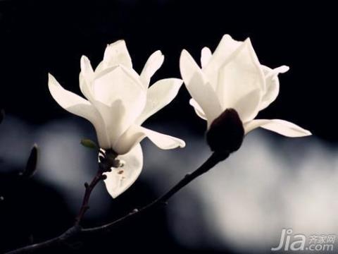 白玉兰花语是什么 白玉兰花树