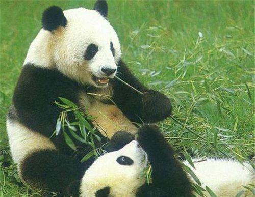 国宝大熊猫资料简介 国宝大熊猫资料简介三年级下册